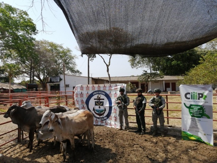 En Arauca continúan operativos frente al contrabando de ganado, incautan seis bovinos