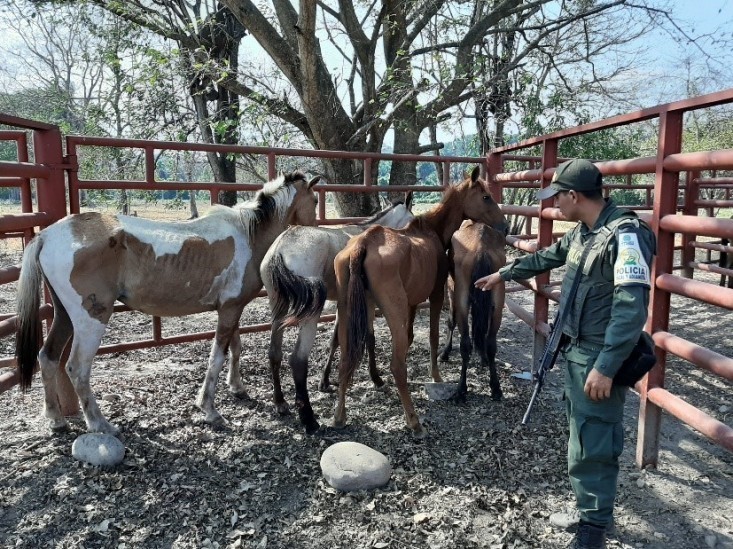 Incautan en Arauca, cuatro caballos provenientes de Venezuela