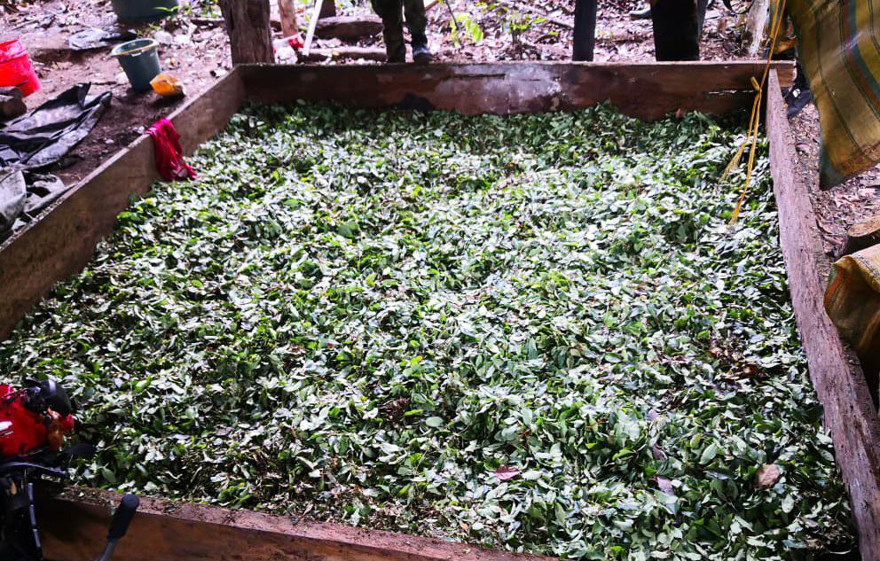 Ejército destruyó laboratorio para el procesamiento de coca en Cumaribo, Vichada