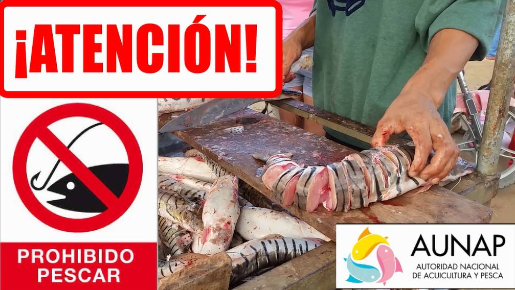 ATENCIÓN, se activará VEDA de pescado en el departamento de Arauca