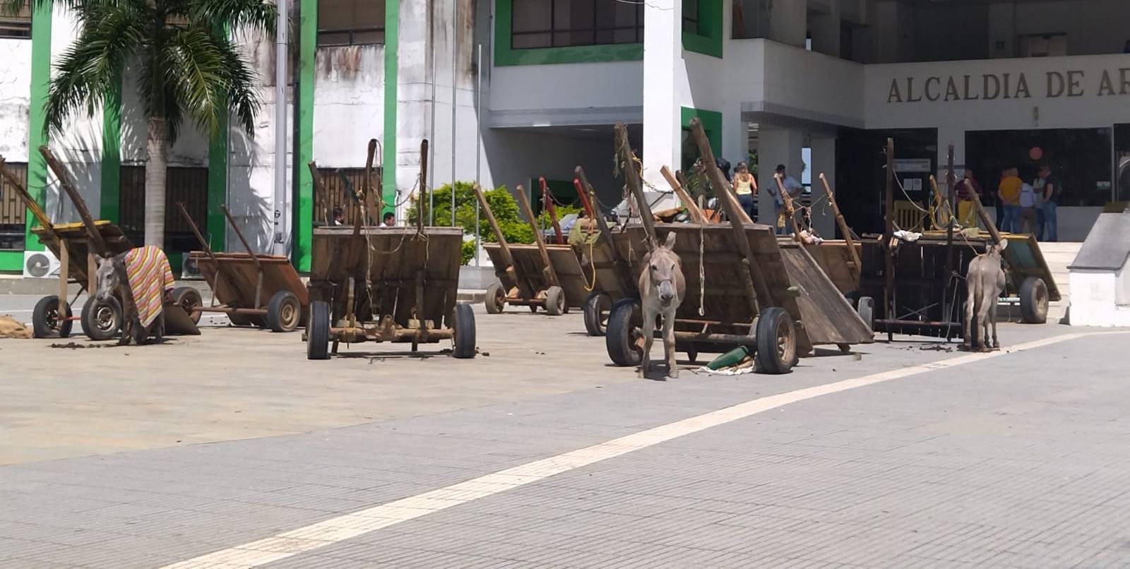 ¿UNA PROTESTA INJUSTA? propietarios de vehículos de tracción animal llevan 4 días de manifestación frente a la alcaldía de Arauca
