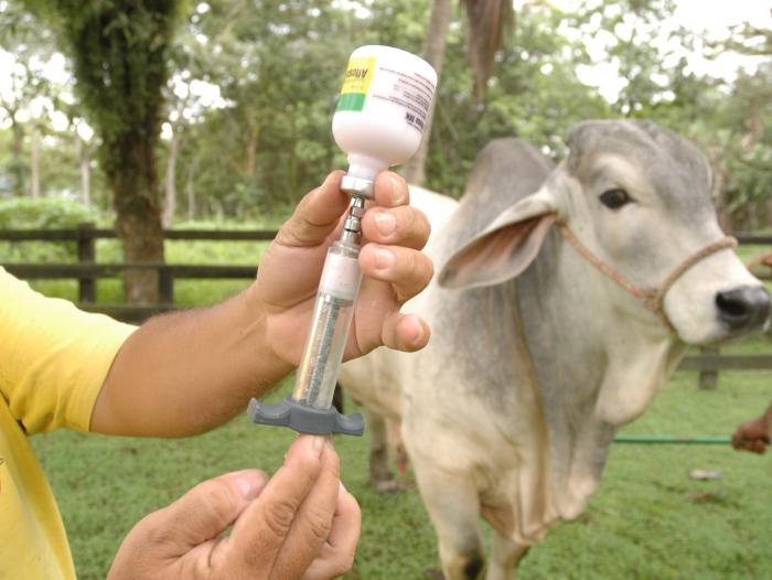 Ciclo de vacunación para erradicar fiebre aftosa se inicia en Arauca