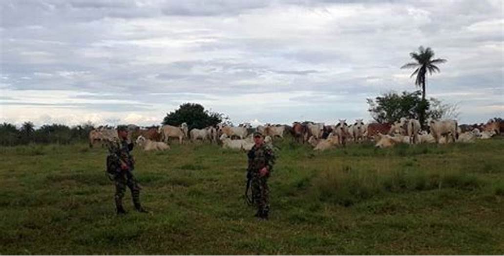 Rápida reacción del Ejército Nacional logró la recuperación de 200 cabezas de ganado en Arauca