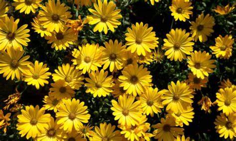 Por qué regalar flores amarillas en septiembre: esta es la verdadera razón