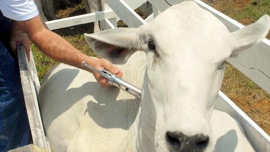El ICA lideró jornada de muestreo para el control de brucelosis bovina en Arauquita