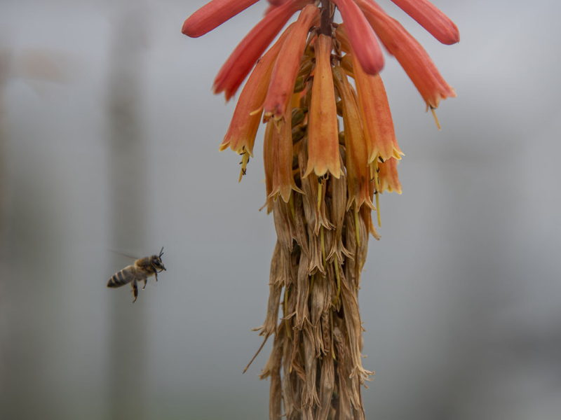 Reconstruyen tejido óseo utilizando propóleo de las abejas situadas en Tame, Arauca