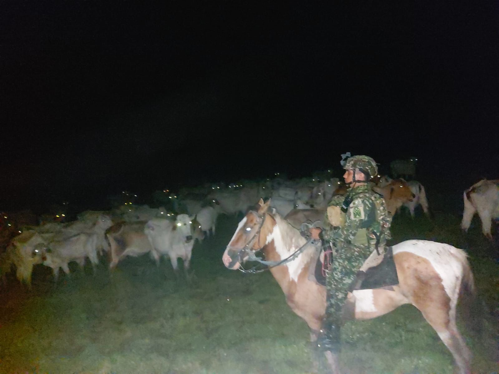 El Ejército Nacional logró la recuperación de 530 cabezas de ganado que habían sido robadas