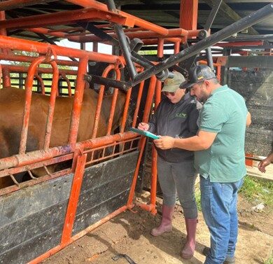 En Arauquita se fortalece la trazabilidad y sanidad animal durante la supervisión de embarques