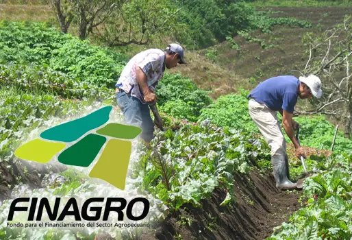 Fondo Agropecuario de Garantías ha respaldado inversiones en proyectos agropecuarios por $25 billones 