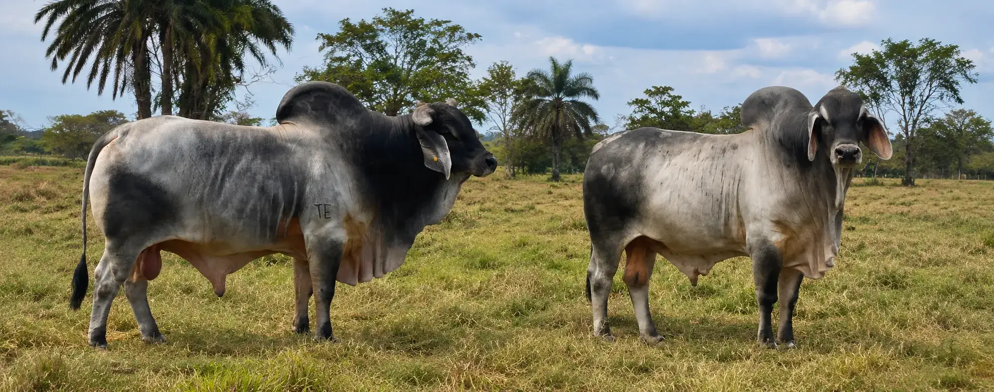 Arauca sorprende al mundo ganadero con genética Guzerá de alto nivel